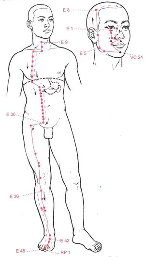 Trajet du méridien de l’Estomac (Zu Yangming) et ses points d’acupuncture