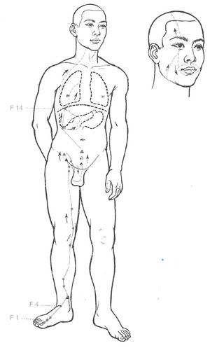 Trajet du méridien du Foie (Zu Jueyin) et ses points d’acupuncture