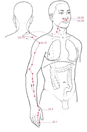 Trajet du méridien du Gros Intestin (Shou Yangming) et ses points d’acupuncture