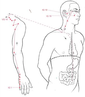 Trajet du méridien de l’Intestin Grêle (Shou Taiyang) et ses points d’acupuncture
