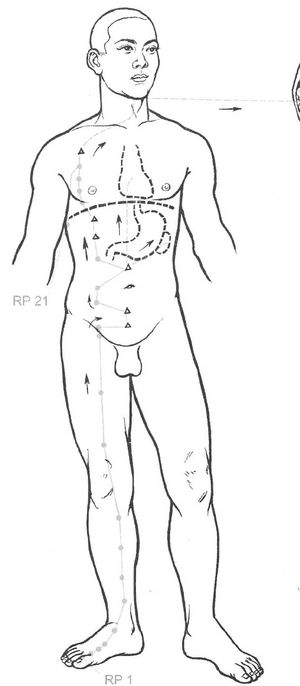 Trajet du méridien de la Rate (Zu Taiyin) et ses points d’acupuncture