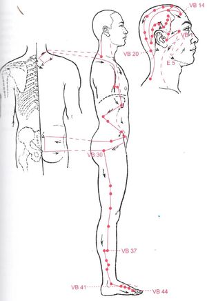 Trajet du méridien de la Vésicule Biliaire (Zu Shaoyang) et ses points d’acupuncture
