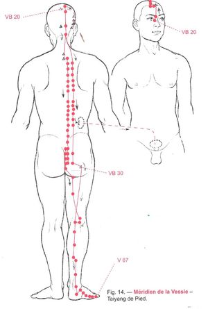 Trajet du méridien de la Vessie (Zu Taiyang) et ses points d’acupuncture