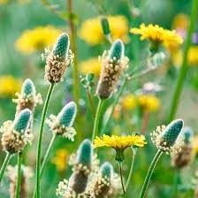 Plantain, la plante dont est issu le psyllium